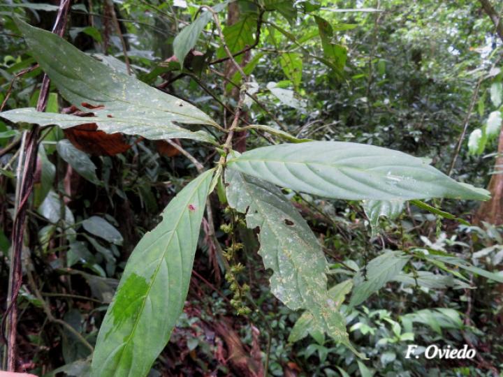 Bertiera bracteosa