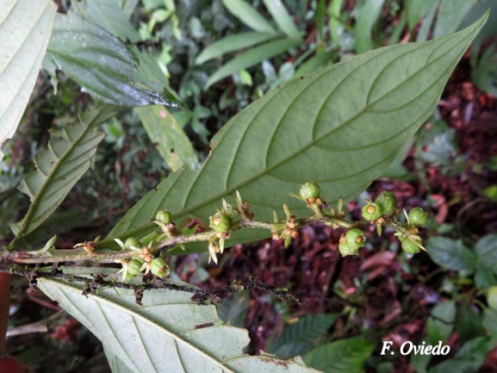 Bertiera bracteosa