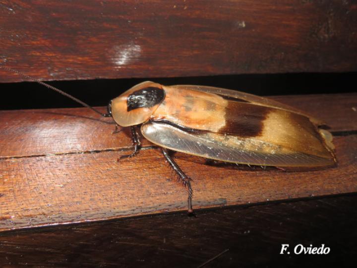 Blaberus giganteus (Cucaracha gigante de cueva)