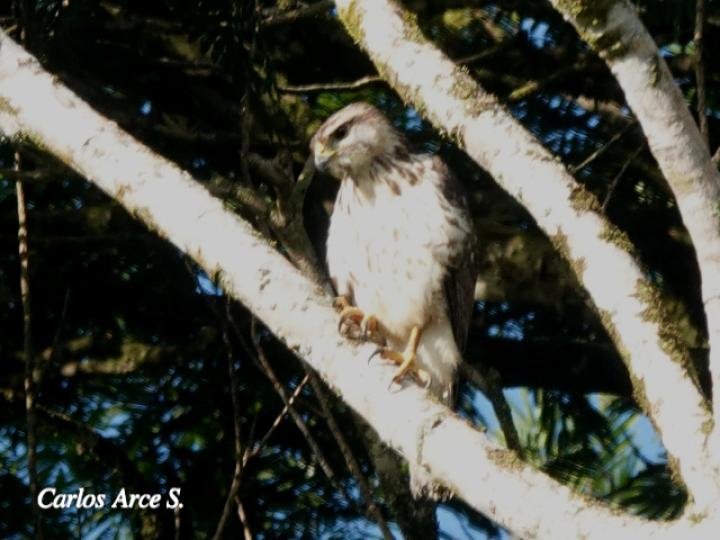 Buteo plagiatus (Gavilán gris juvenil)