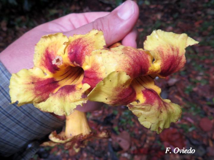 Callichlamys latifolia