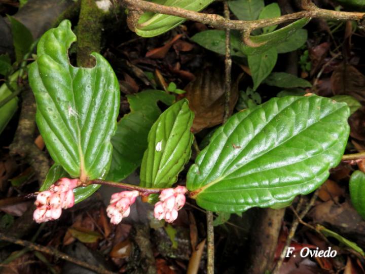 Cavendishia axillaris