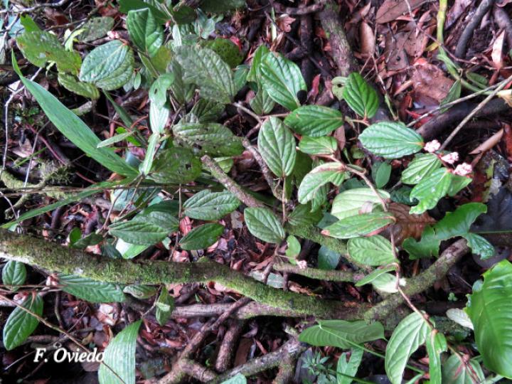 Cavendishia axillaris