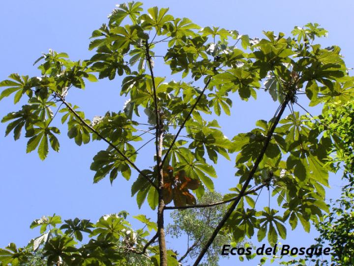Cecropia obtusifolia (Guarumo)