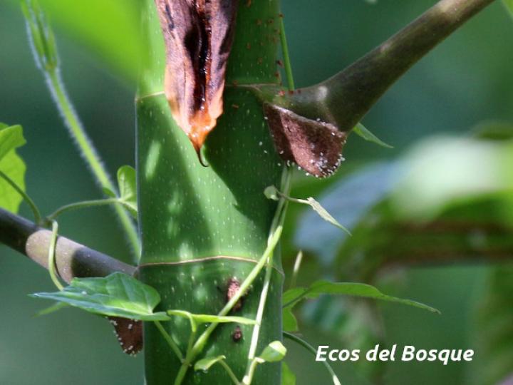 Cecropia obtusifolia (Guarumo)