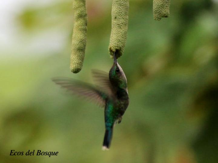 Cecropia obtusifolia (Guarumo) Thalurania colombica hembra