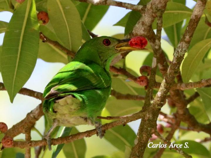 Chlorophanes spiza (Mielero verde)