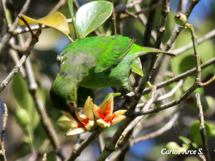 Chlorophanes spiza (Mielero verde)