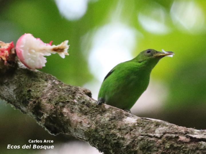 Chlorophanes spiza (Mielero verde)