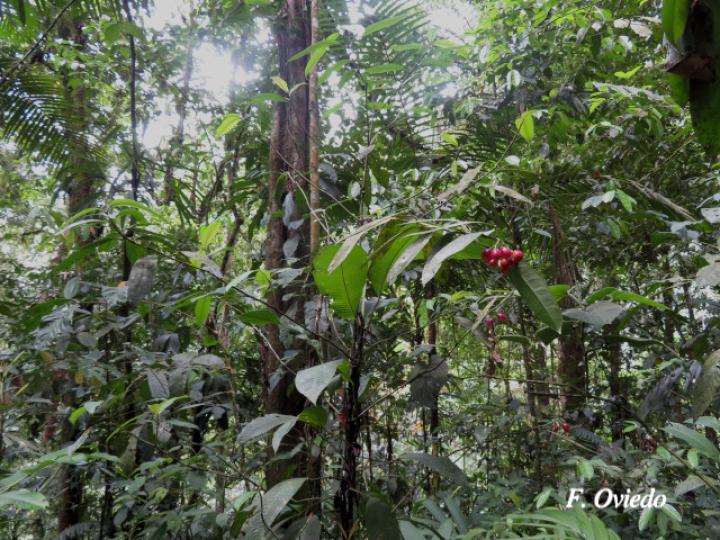 Chrysochlamys silvicola