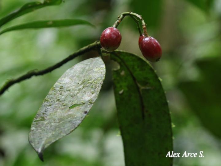 Chrysochlamys silvicola