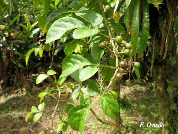 Cissus microcarpa (Llaso, Picapica)