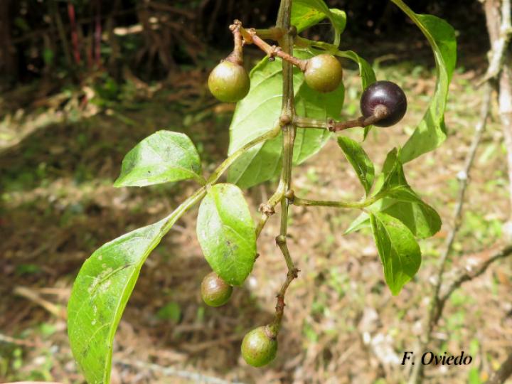 Cissus microcarpa (Llaso, Picapica)