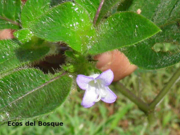 Coccocypselum hispidulum