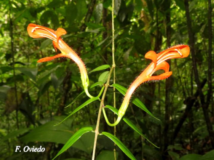 Columnea oerstediana