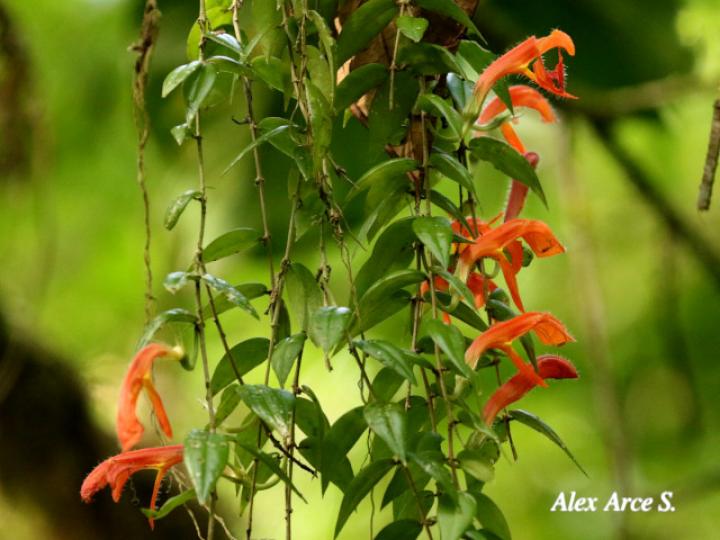 Columnea oerstediana