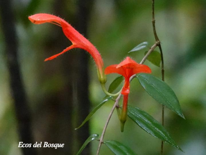 Columnea oerstediana