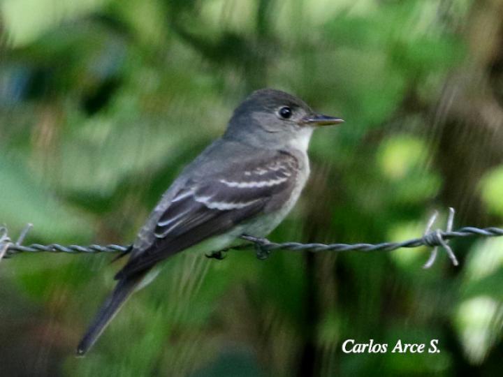 Contopus cinereus (Pibí tropical)