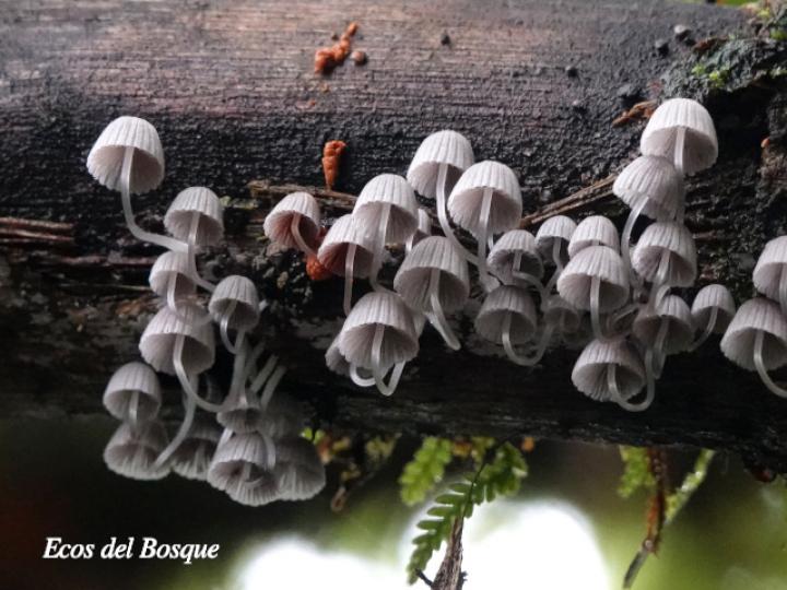 Coprinellus disseminatus