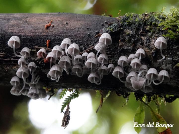 Coprinellus disseminatus