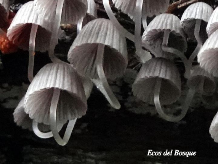 Coprinellus disseminatus