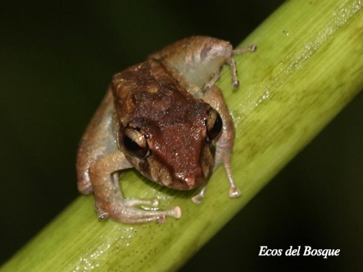 Craugastor crassidigitus (Rana de lluvia de dedos delgados)