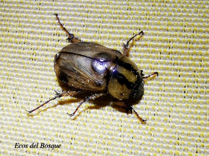 Cyclocephala amazona