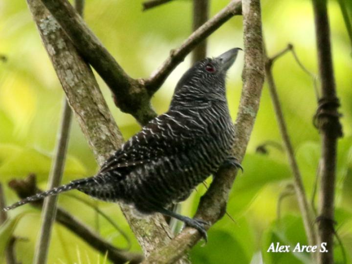 Cymbilaimus lineatus (Batará lineado)