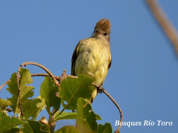 Elaenia flavogaster (Elaenia copetana, copetoncillo)