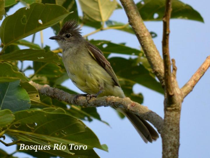 Elaenia flavogaster (Elaenia copetana, copetoncillo)