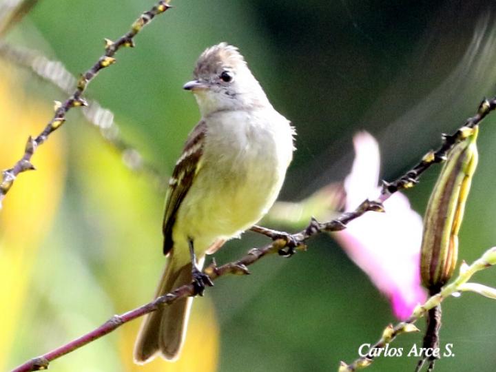 Elaenia flavogaster (Elaenia copetana, copetoncillo)
