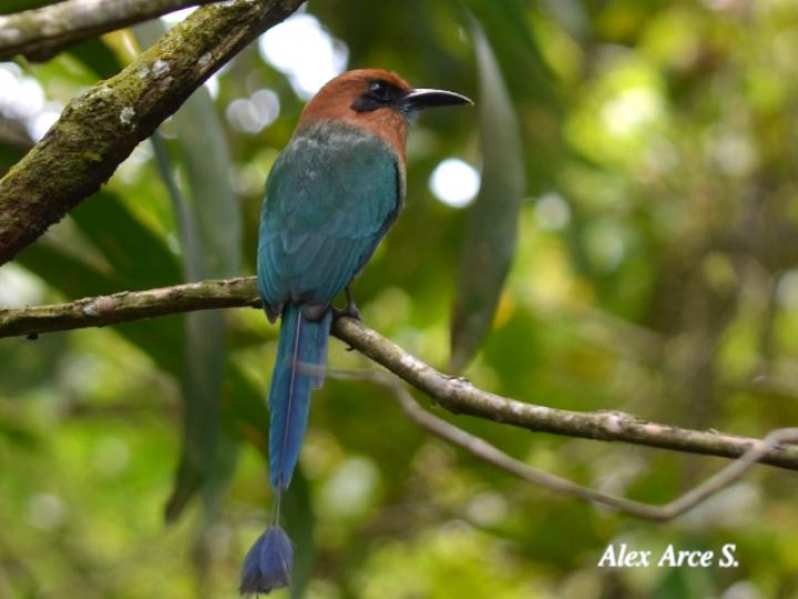 Electron platyrhynchum (Momoto piquiancho)