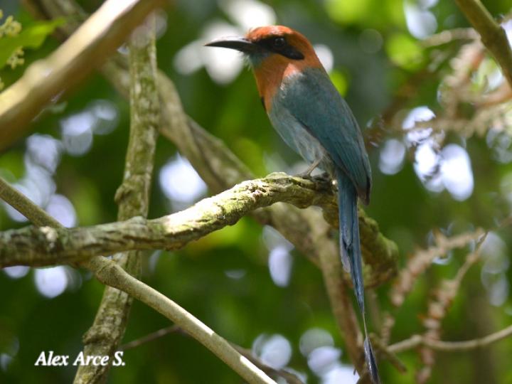 Electron platyrhynchum (Momoto piquiancho)