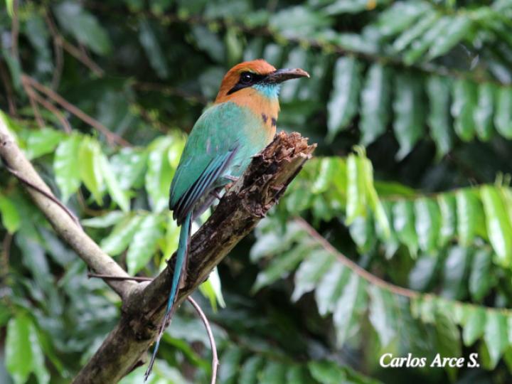 Electron platyrhynchum (Momoto piquiancho)