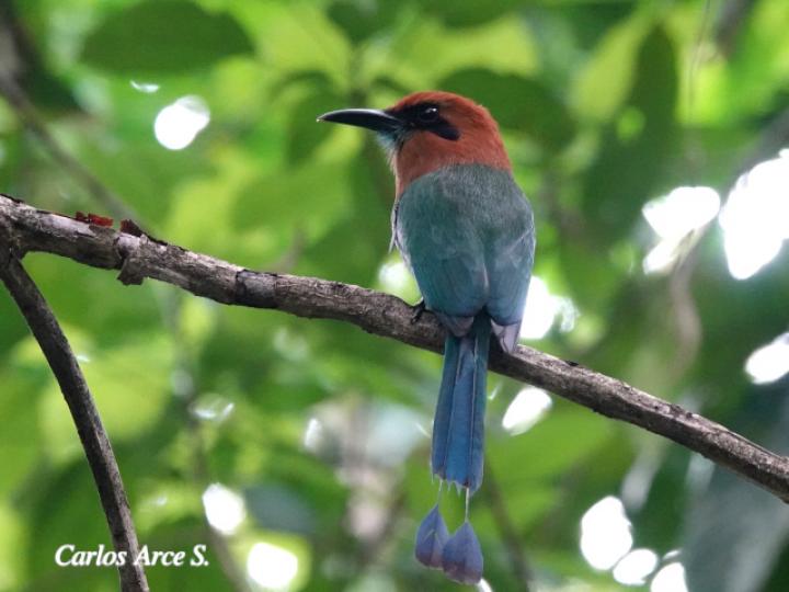 Electron platyrhynchum (Momoto piquiancho)