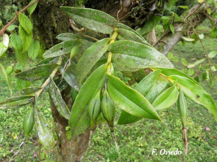 Epidendrum dentiferum