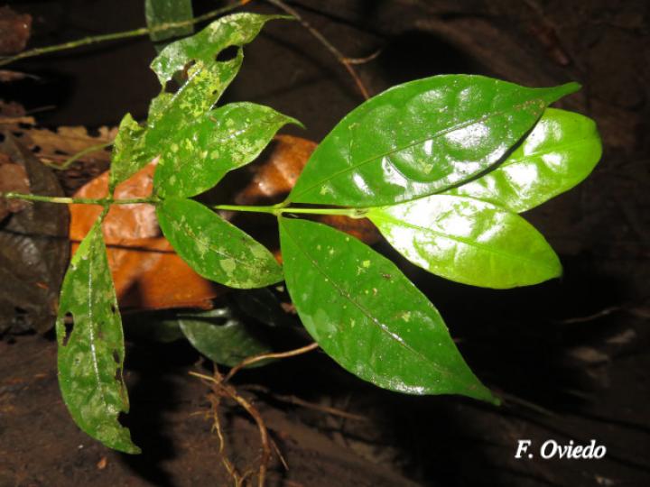 Faramea myrticifolia