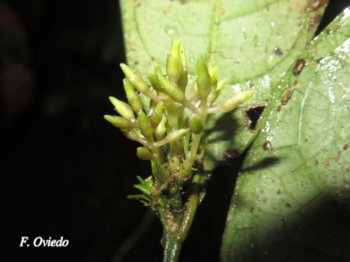 Faramea myrticifolia