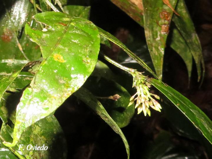 Faramea myrticifolia