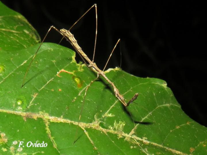 Ghilianella strigata