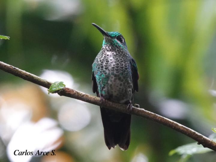 Heliodoxa jacula (Colibrí brillante frentiverde)