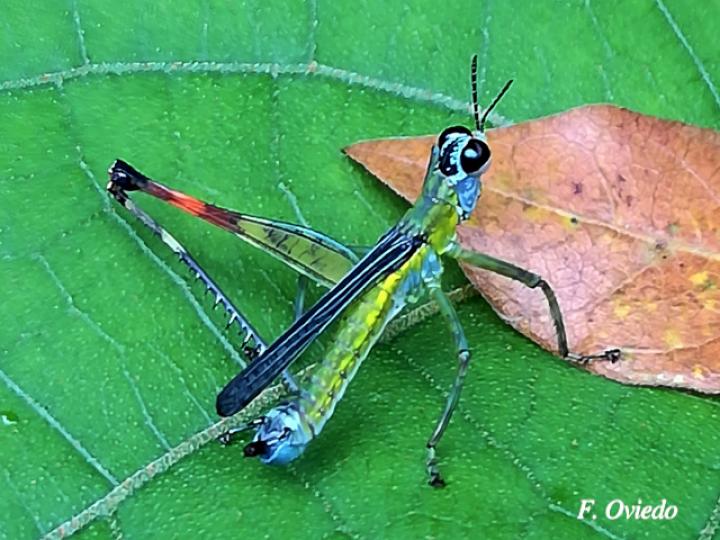 Homeomastax robertsi