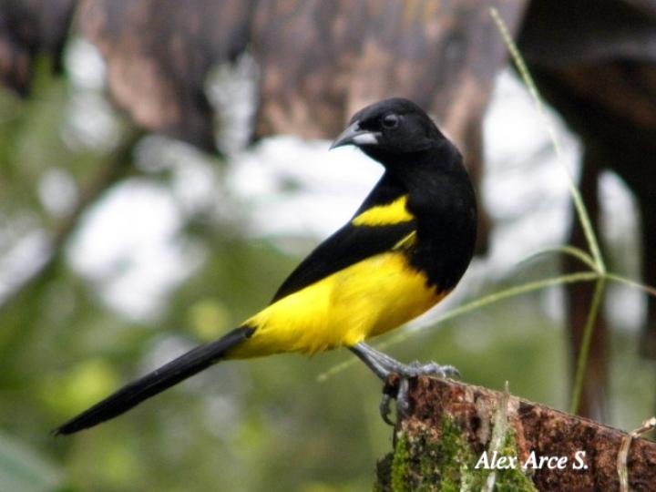 Icterus prosthemelas (Bolsero capuchinegro)