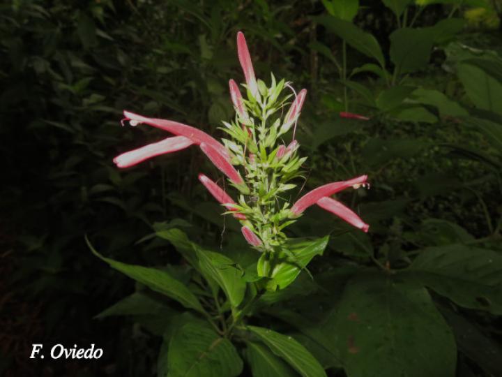 Justicia oerstedii