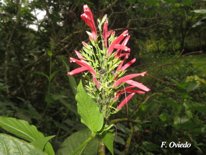 Justicia oerstedii