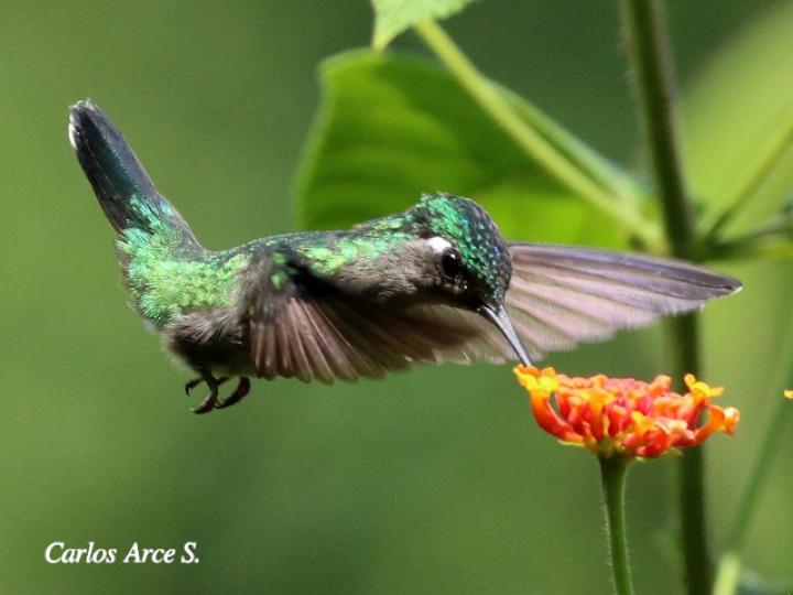 Klais guimeti (Colibrí cabeciazul)