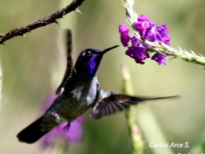Klais guimeti (Colibrí cabeciazul)