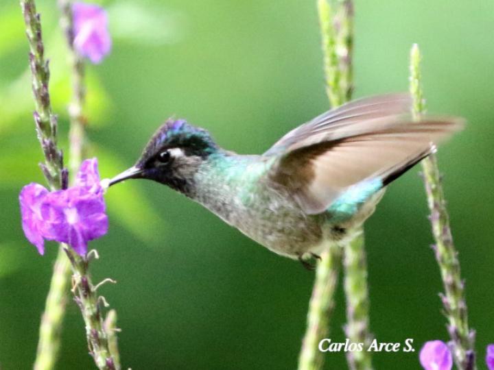 Klais guimeti (Colibrí cabeciazul)
