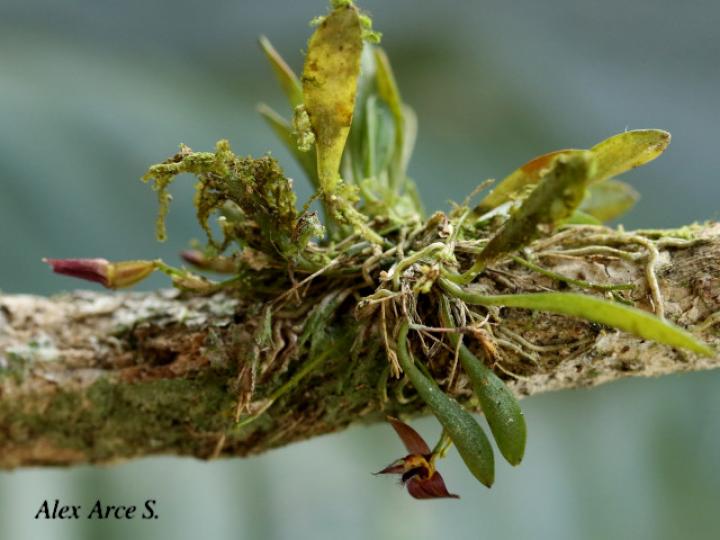 Lankesteriana barbulata