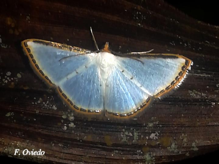 Leuciris fimbriaria